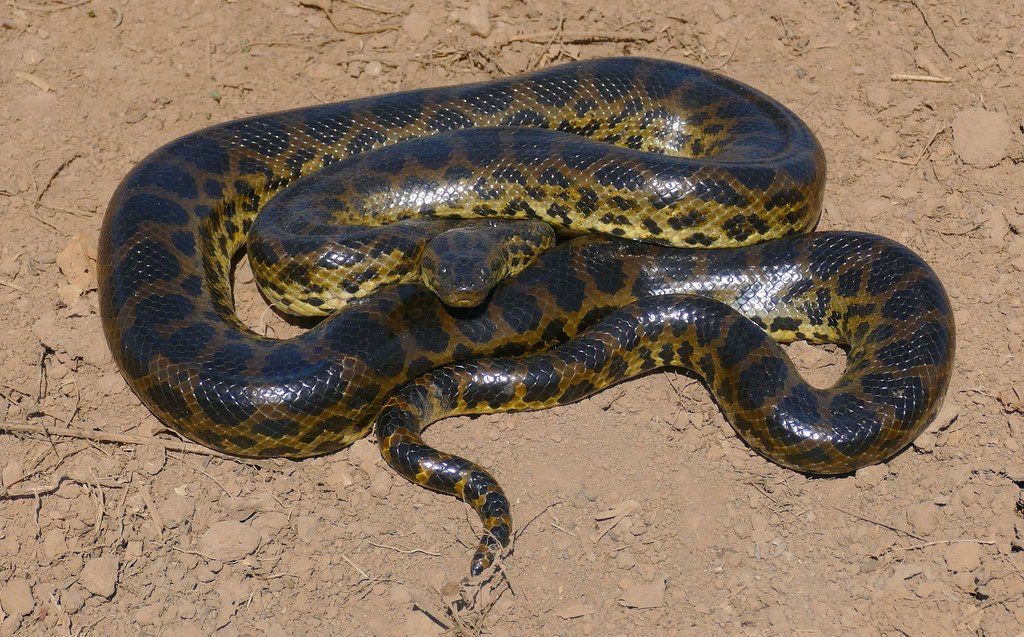 Анаконда: интересные факты о водяной змее