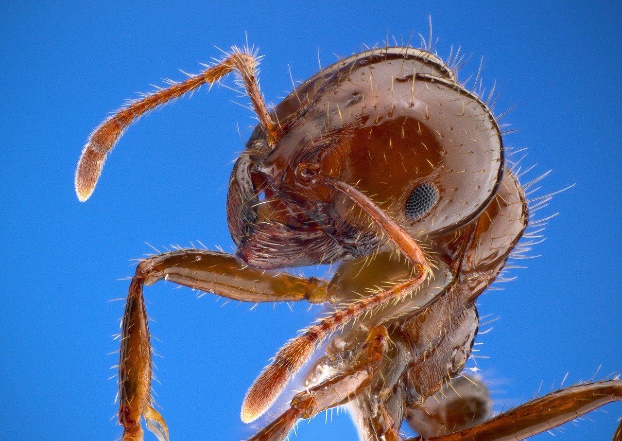 Самые опасные для человека муравьи - Красный огненный муравей