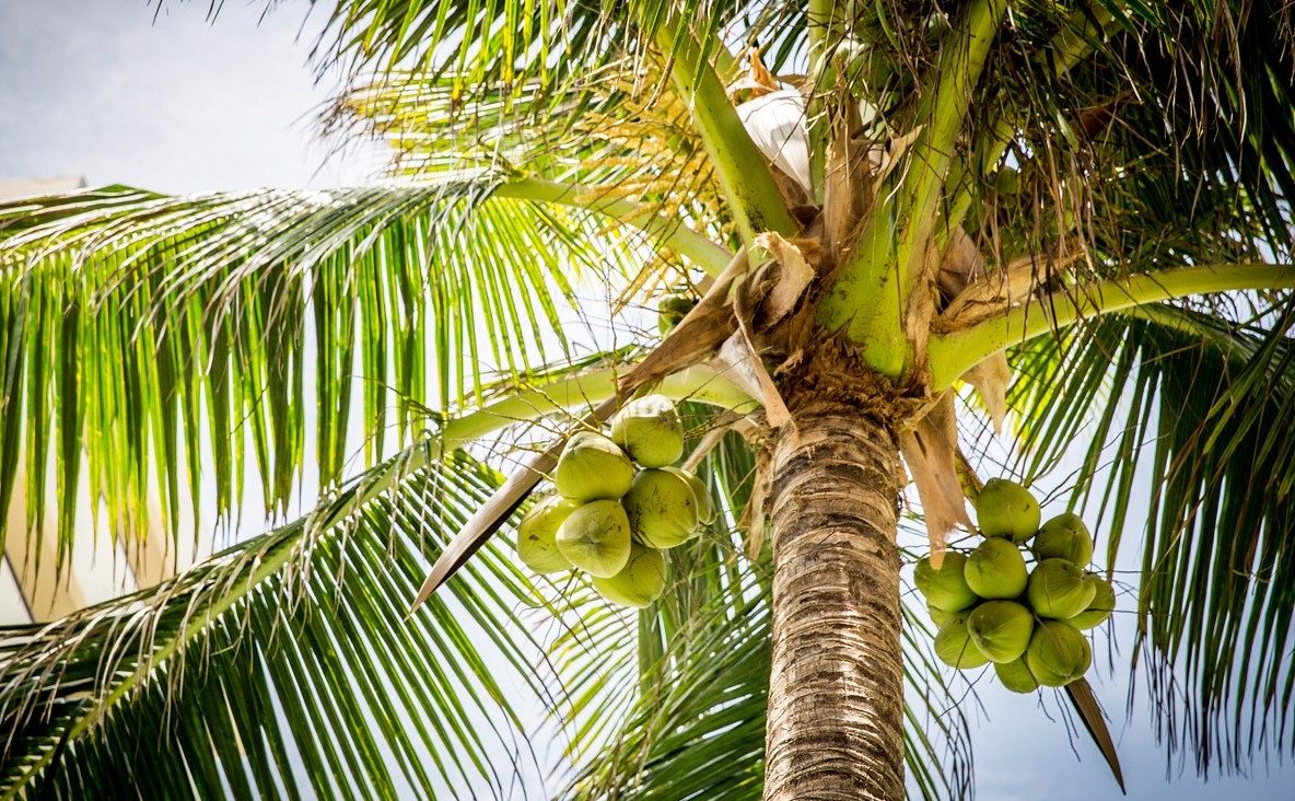 Расстояние между кокосовыми пальмами